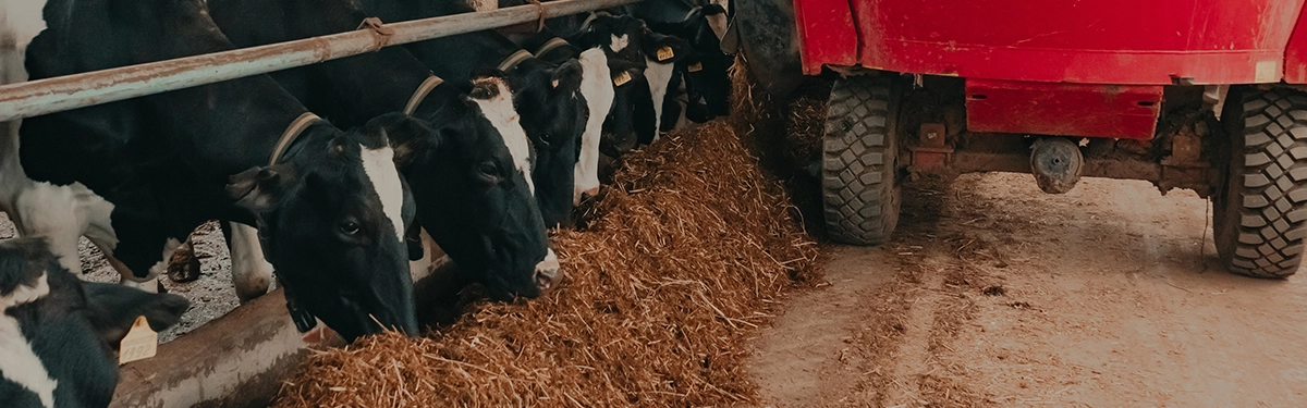 03 What to Feed in Diet Feeders Diet feeder mixing a total mixed ration for dairy or beef cattle