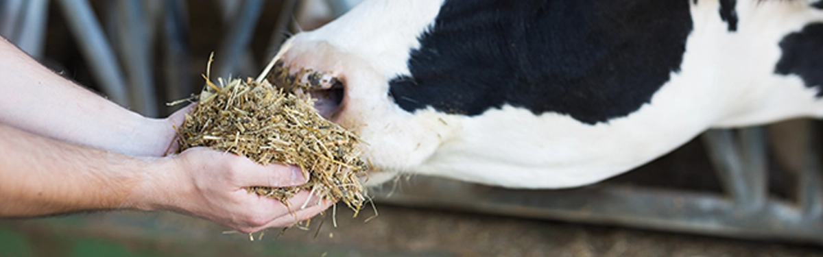 Pre-Calver Minerals Dairy cow in the dry period receiving pre-calver minerals before calving