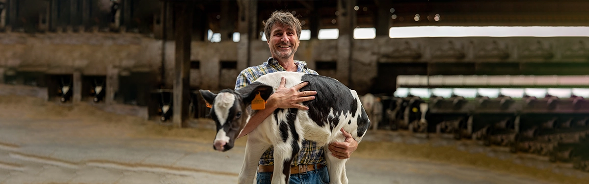 Calf being weighed using a weight band on a dairy farm
