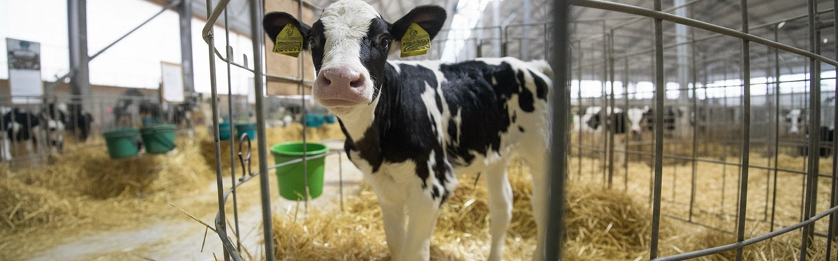 Farmer checking calves on an Irish dairy farm as part of a structured calf rearing program