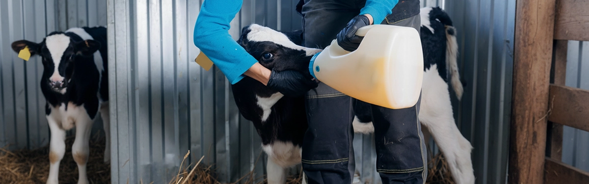 Farmer feeding calves with a focus on gut health and performance on a dairy farm