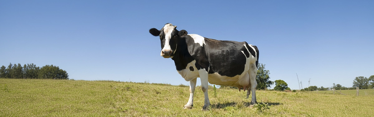 Dairy cow monitored around calving to prevent milk fever and maintain health