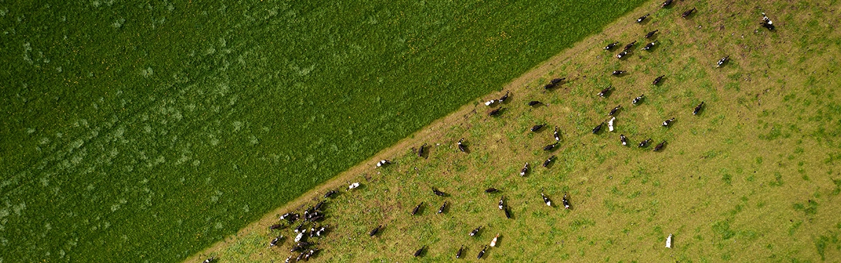 Low Grass Covers Dairy cows grazing on low grass covers in spring pasture