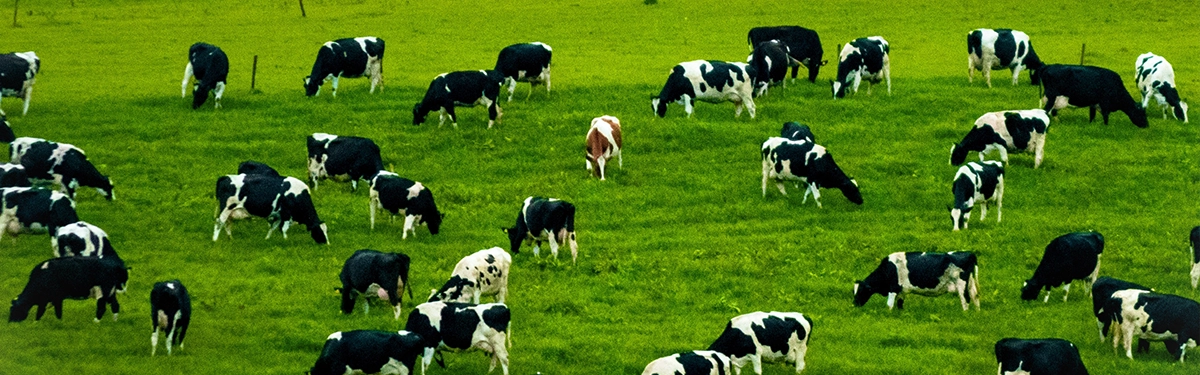 Managing Negative Energy Dairy cows in early lactation being managed for peak milk and fertility