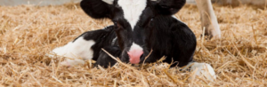 calf nutrition
