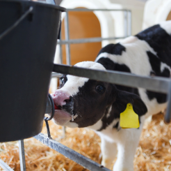 milk replacer for calves