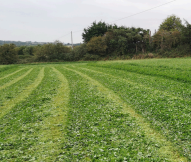 better quality silage