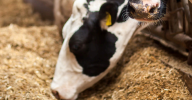 dry feed for dairy cows