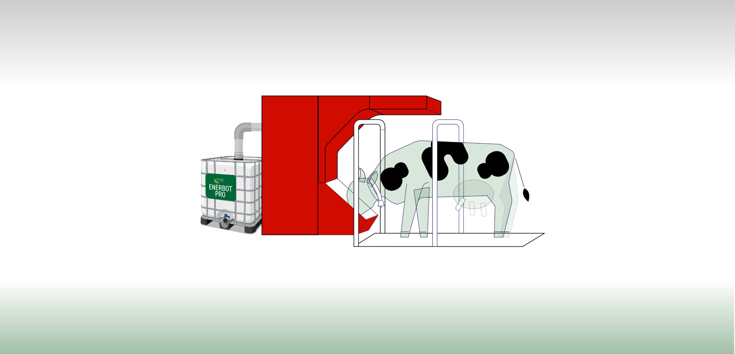 Dairy cows visiting a robotic milking system to increase milk output and improve cow traffic