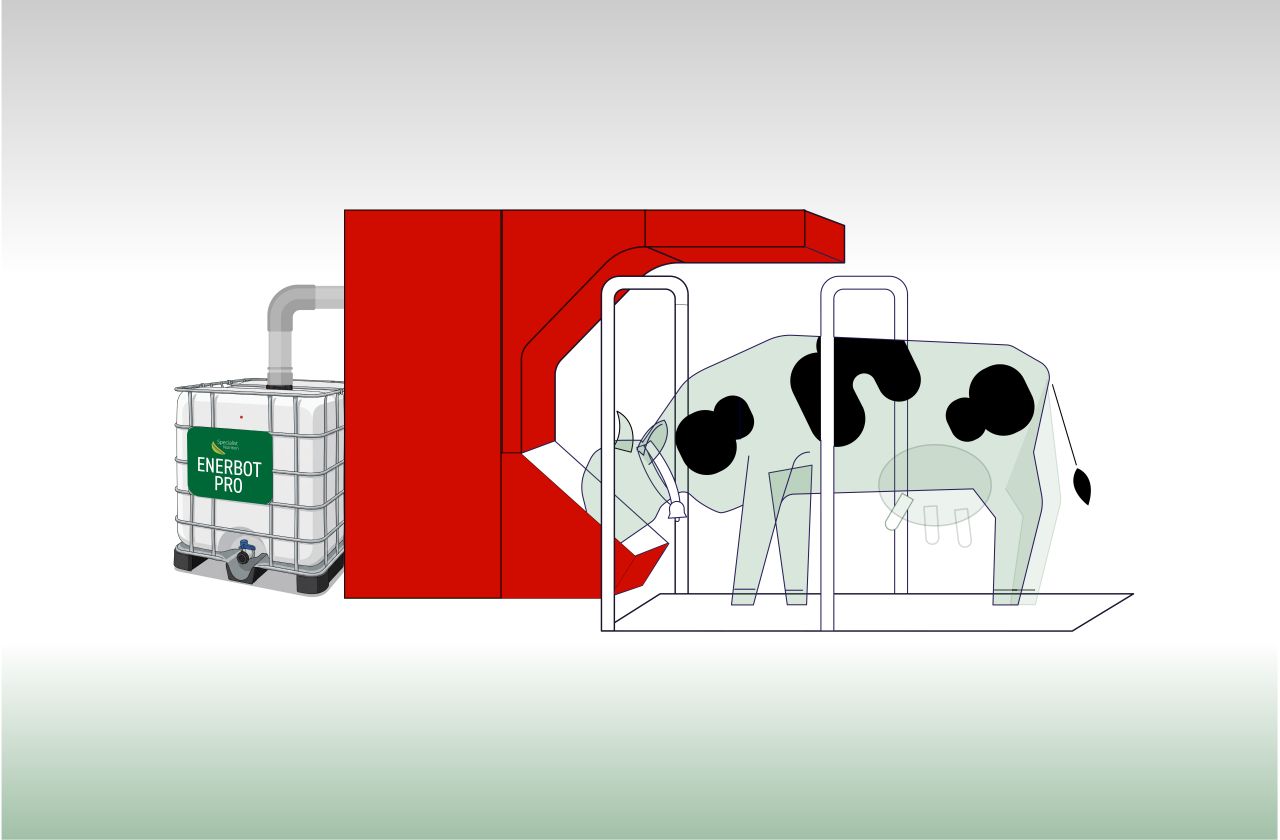 Dairy cows visiting a robotic milking system to increase milk output and improve cow traffic