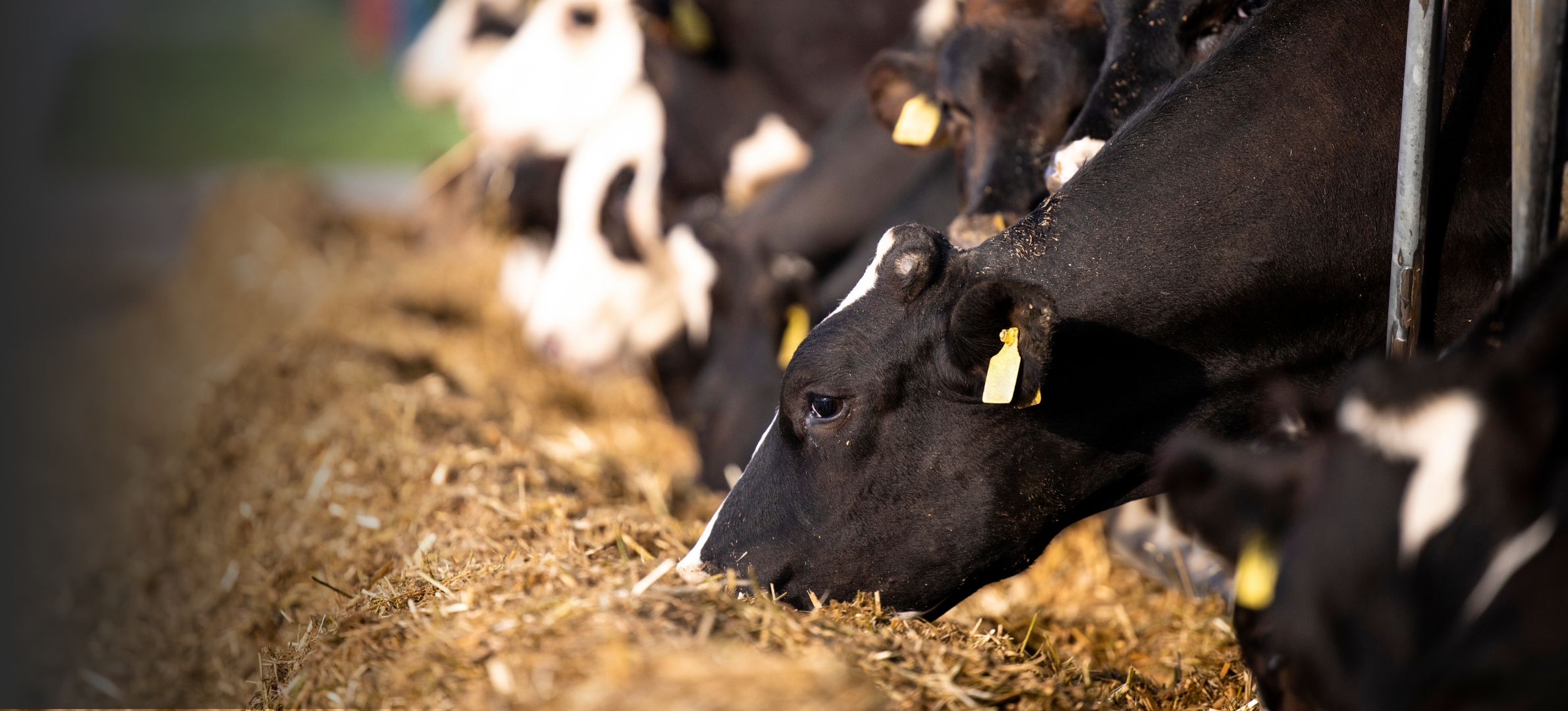 Dairy cows grazing on spring grass with buffer feeding to support milk production and fertility