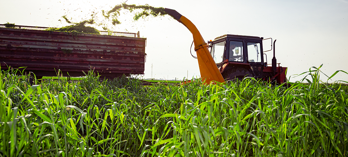 First cut silage harvesting in Ireland to improve winter feed quality
