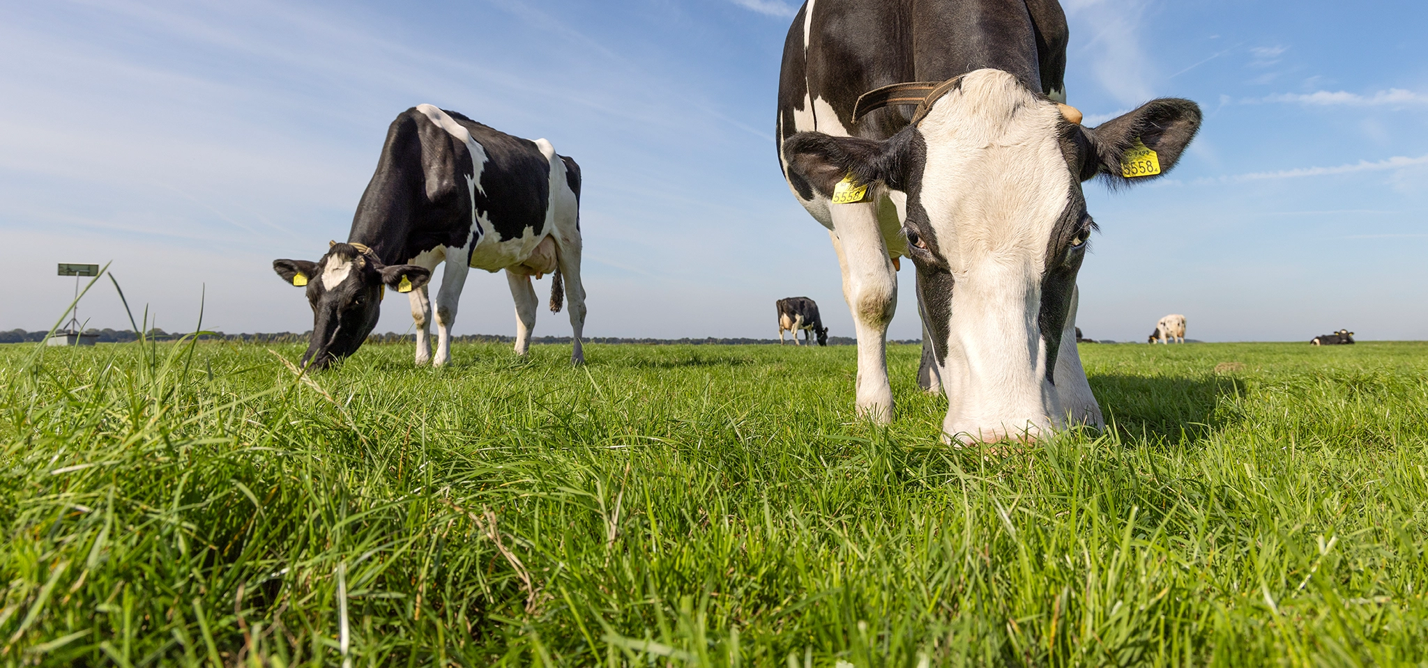 Dairy cows grazing lush pasture to support milk solids and butterfat production