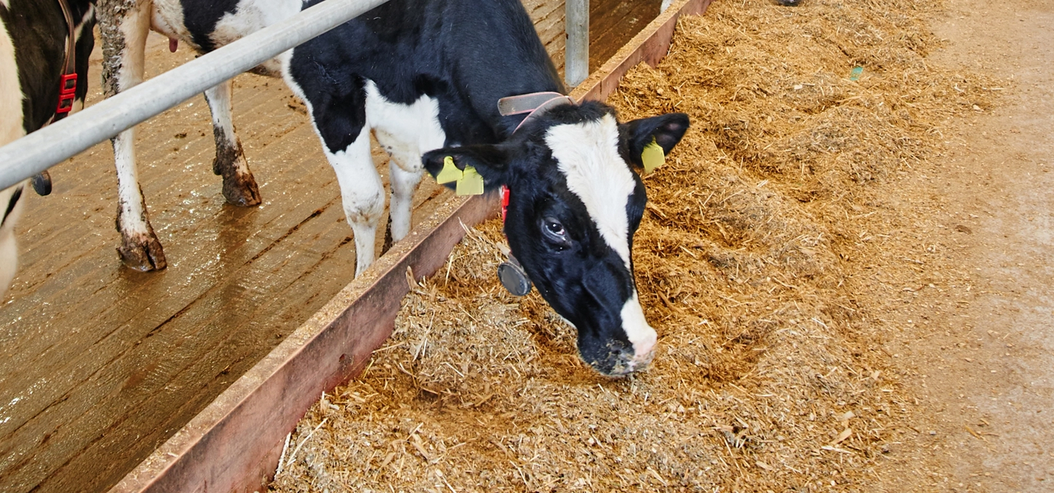 Dairy cows grazing during breeding season to support fertility and conception rates.