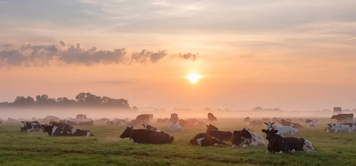 Heat Stress in Dairy Cows and THI Monitoring Dairy cows grazing during warm weather while monitoring THI to manage heat stress