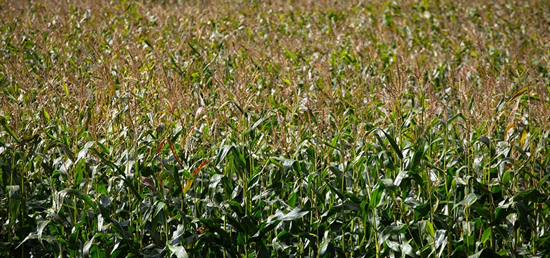 Maize crop growing in a field in Ireland during a dry summer